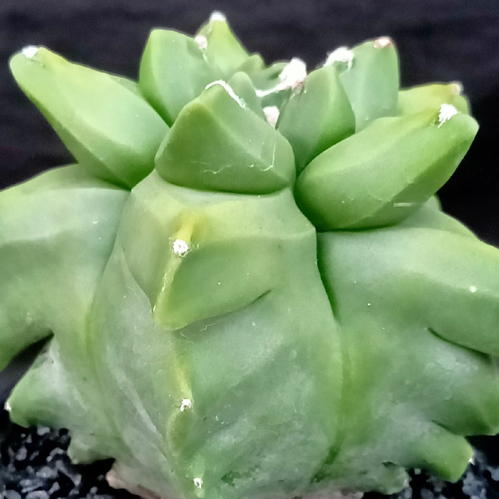 en-X Graptoveria :: Cactus & Succulente Stefano Colombo
